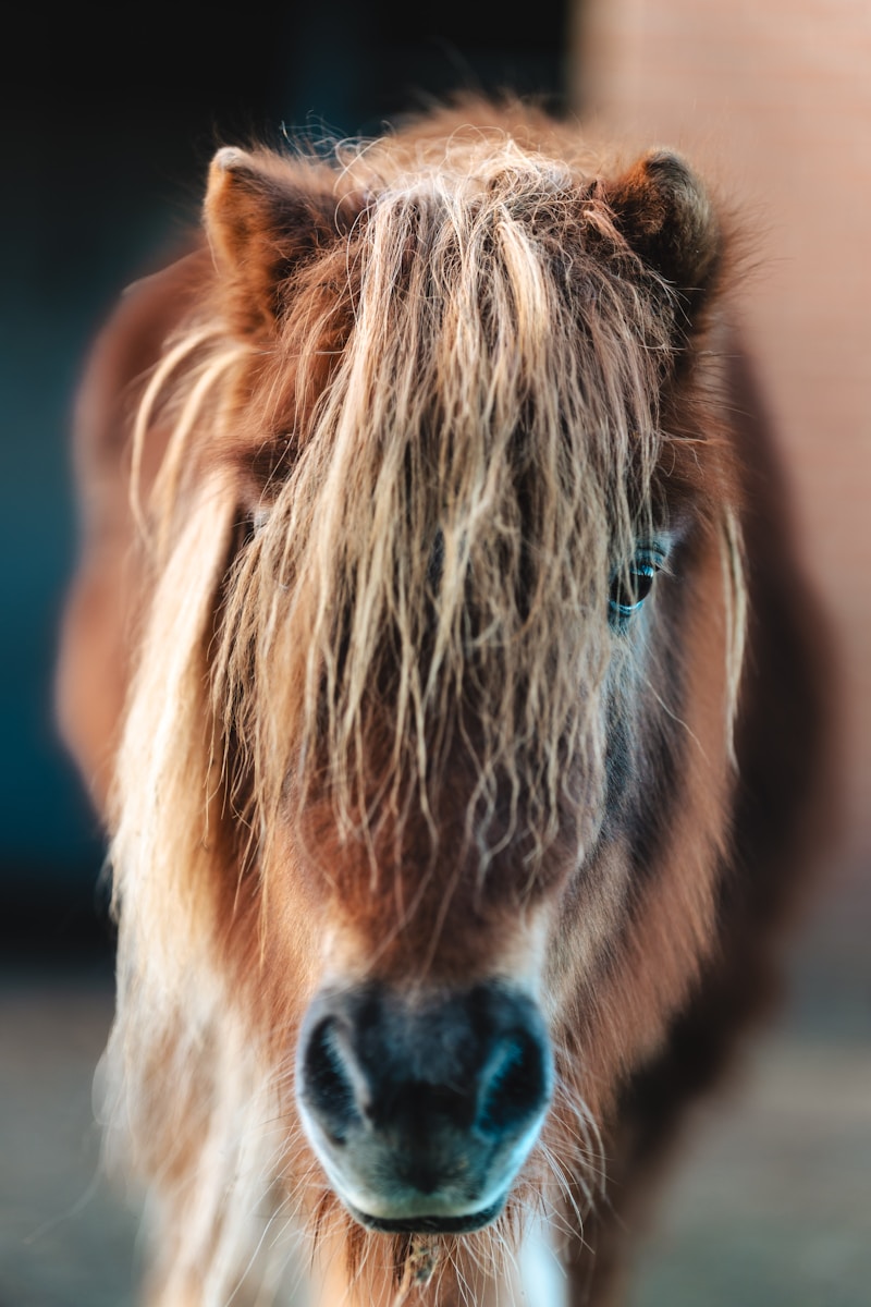 Süßes Pony
